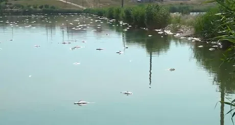 Pește mort plutind pe suprafața lacului Corbu, semne de poluare vizibile.