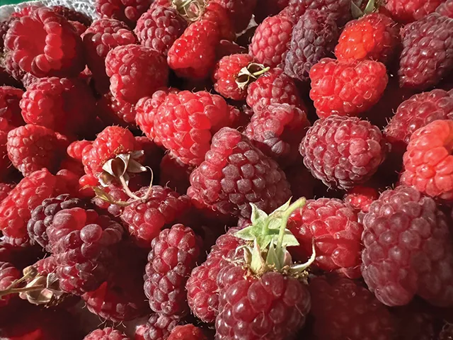 Fructe de pădure proaspete, culese din natură, expuse pe o masă.