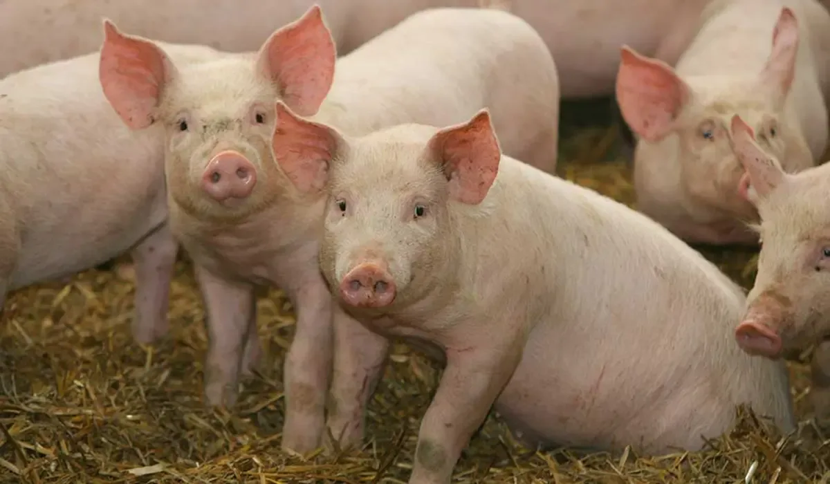 Porci tineri într-o fermă, evidențiind importanța biosecurității.