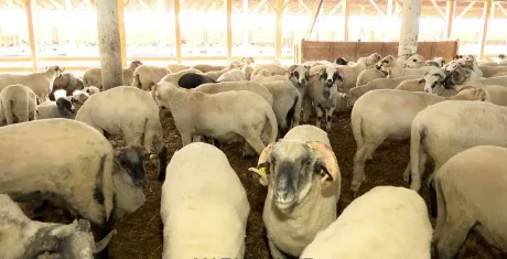 Crescători de ovine afectați de interdicția exportului de animale vii.