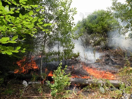 Focul mistuie vegetația într-o pădure din Plauru, Tulcea.