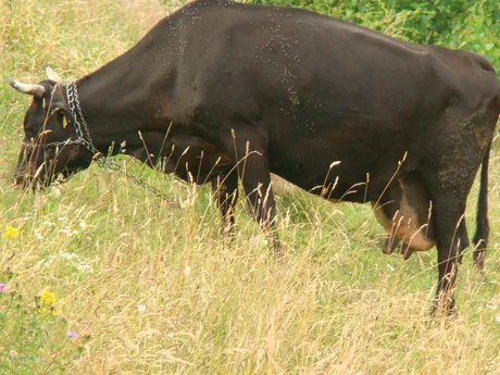 Vacă păscând pe un câmp cu iarbă și flori sălbatice.