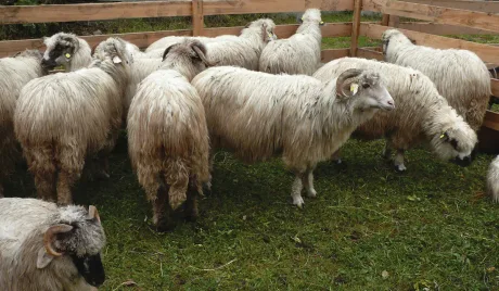 Ovine pe o pășune, evidențiind importanța sectorului zootehnic românesc.
