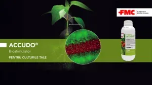 Accudo® este un biostimulator inovator pentru legume, îmbunătățind absorbția apei și nutrienților.