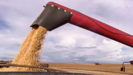 Recoltarea soiei în România, cu un echipament agricol în acțiune.