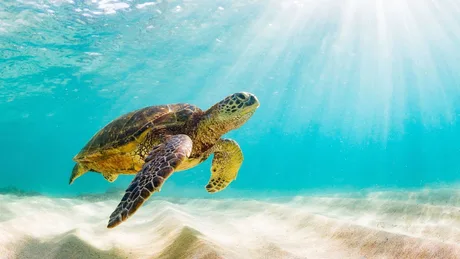 Broaște țestoase înotând în ape cristaline, simbol al biodiversității marine.