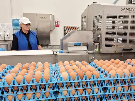 Producție de ouă la o fermă modernizată din Argeș.