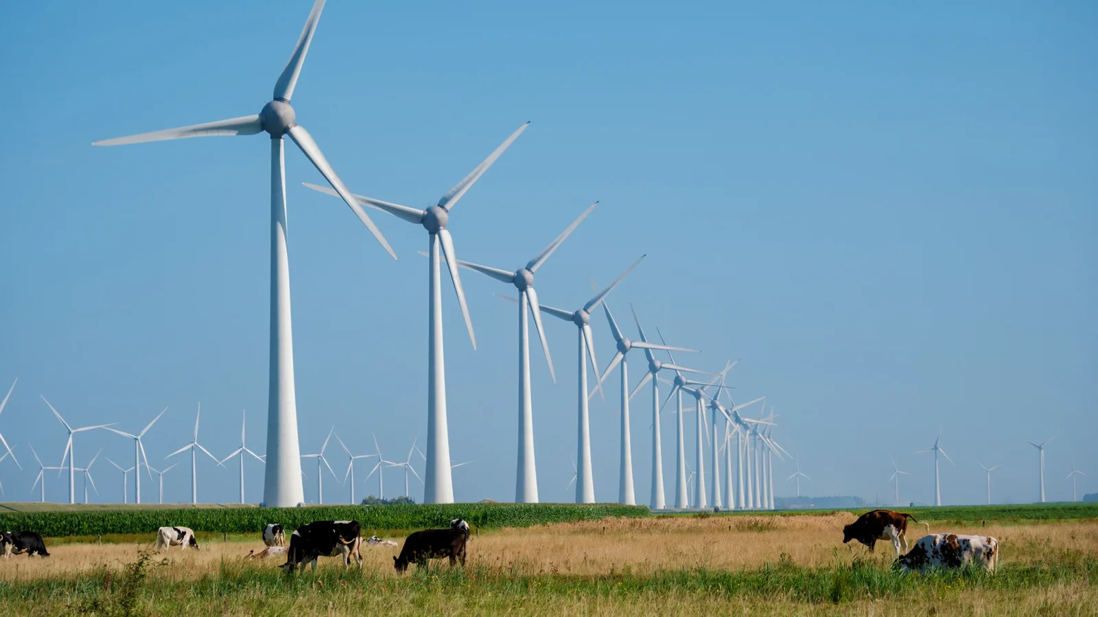 Turbine eoliene în câmp, cu vaci păscând în apropiere.