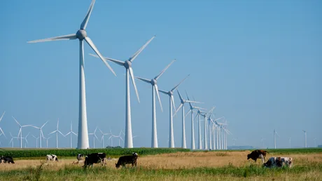 Turbine eoliene în câmp, cu vaci păscând în apropiere.