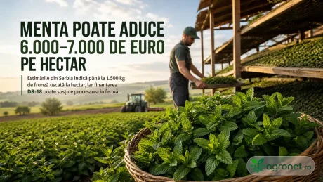 Plantație de mentă cu recoltă proaspătă și utilaje agricole în fundal.