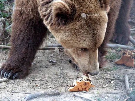 Urs brun hrănindu-se cu resturi alimentare în natură.