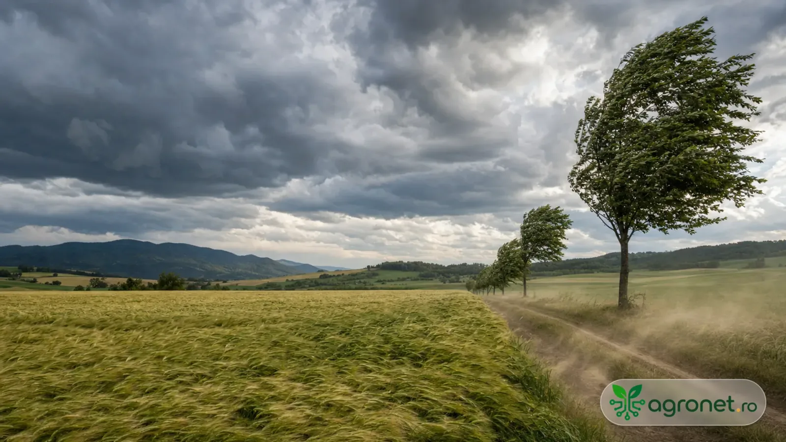 Peisaj agricol cu vânt puternic și nori întunecați în fundal.