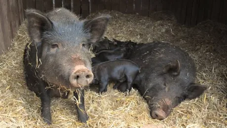 Două porci într-o fermă, odihnindu-se pe fân proaspăt.