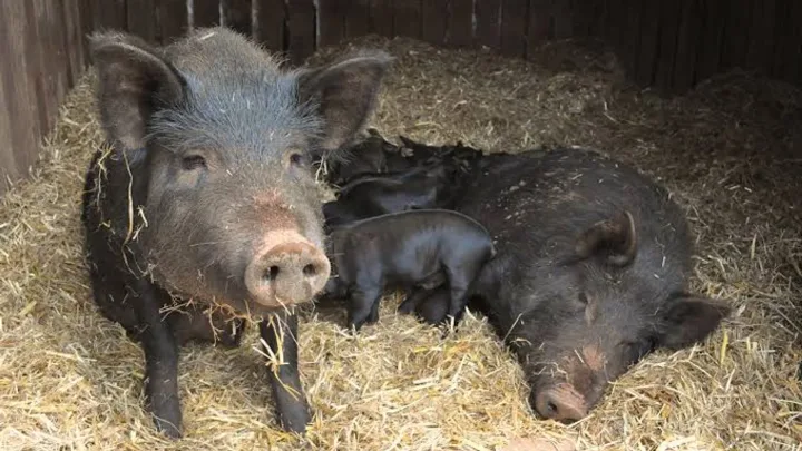 Două porci într-o fermă, odihnindu-se pe fân proaspăt.
