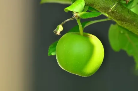 Măr verde atârnând de o ramură, simbolizând recoltă scăzută.