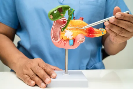Model al pancreasului, evidențiind structura și funcțiile acestuia.