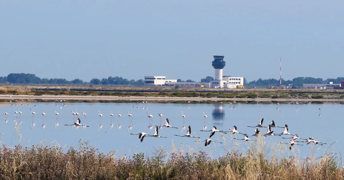 Flamingo în zbor pe o apă liniștită, cu un peisaj urban în fundal.
