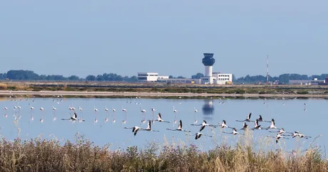 Flamingo în zbor pe o apă liniștită, cu un peisaj urban în fundal.