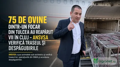 Verificări ANSVSA privind trasabilitatea ovinelor găsite vii în Cluj după declarații de ucidere.