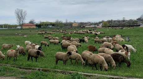 Ovine păscând pe un câmp verde, sub un cer noros.