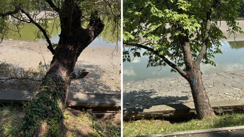 Arbori de pe malul lacului Herăstrău, unii marcați pentru defrișare.