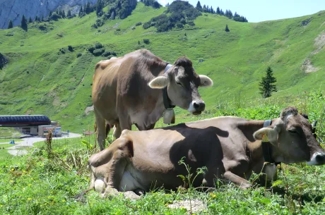 Bovine pe pășune, simbol al agriculturii sustenabile.