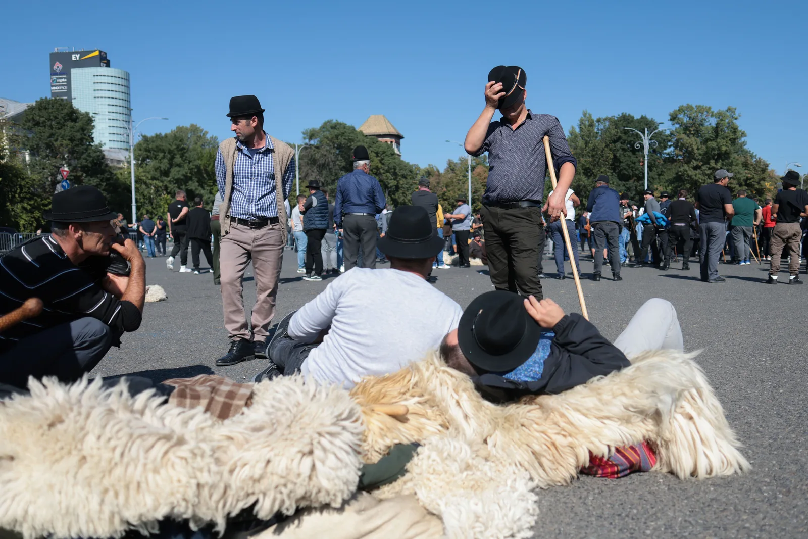 Crescătorii de ovine protestează pentru deblocarea exporturilor și despăgubiri rapide.