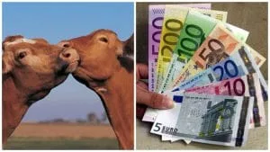 Bovine și bancnote, simbolizând sprijinul financiar pentru fermieri.