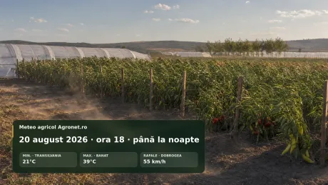 Vreme caniculară cu vânt puternic afectează lucrările agricole în Crișana și Muntenia.