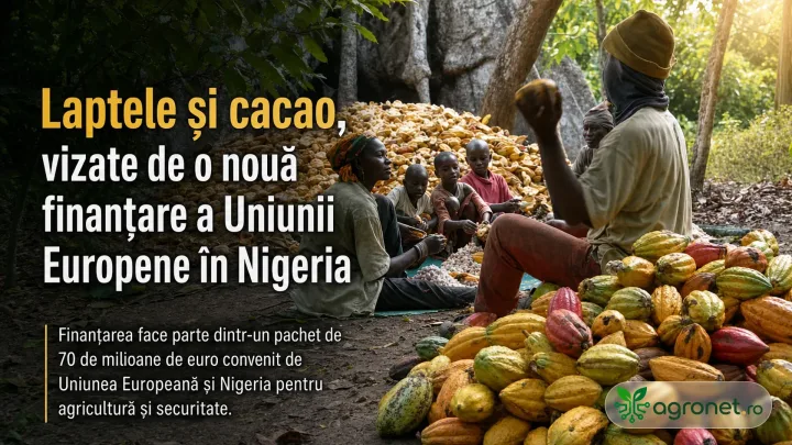 Fermieri nigerieni lucrând cu cacao și lapte în mediul rural.