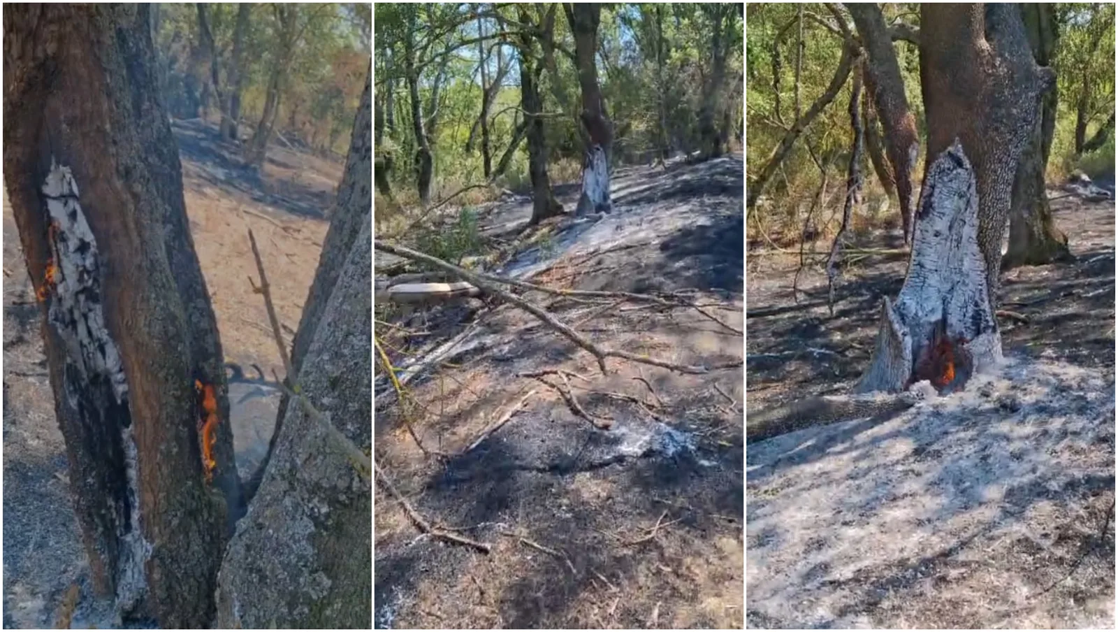 Incendii subterane afectează vegetația din Parcul Natural Lunca Mureșului.