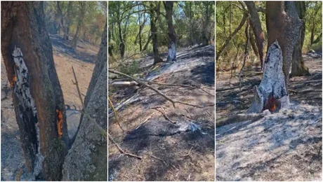 Incendii subterane afectează vegetația din Parcul Natural Lunca Mureșului.