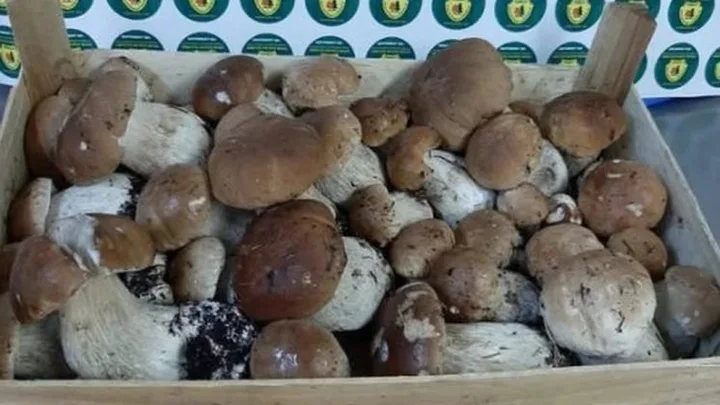 Coș plin cu ciuperci proaspete, variate și de dimensiuni diferite.