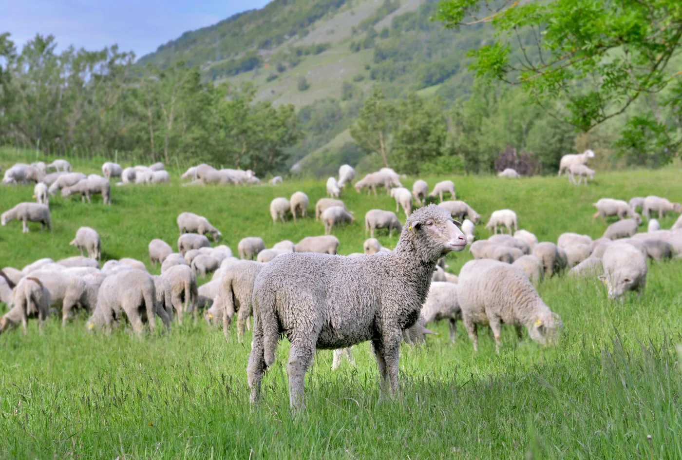 Ovine păscând pe o pajiște verde, în fundal se văd dealuri împădurite.