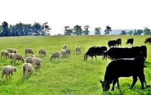 Fermieri care lucrează la recoltare în câmpuri verzi cu animale la păscut.