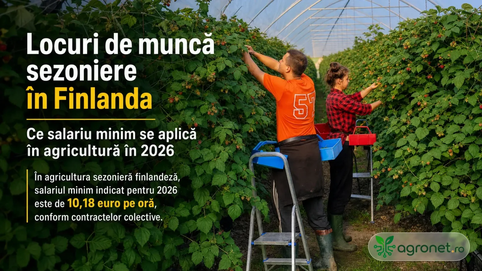 Lucrători în câmp la recoltarea fructelor în Finlanda, cu salariu minim stabilit.