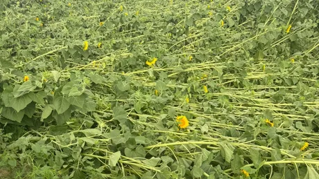 Câmp de floarea-soarelui afectat de furtuni și vânt puternic.