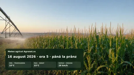 Câmp de porumb în Banat, sub soare intens și vânt ușor.