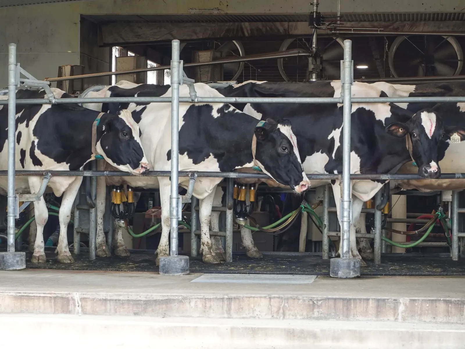 Ferme de vaci în British Columbia, afectate de tarifele impuse de SUA.