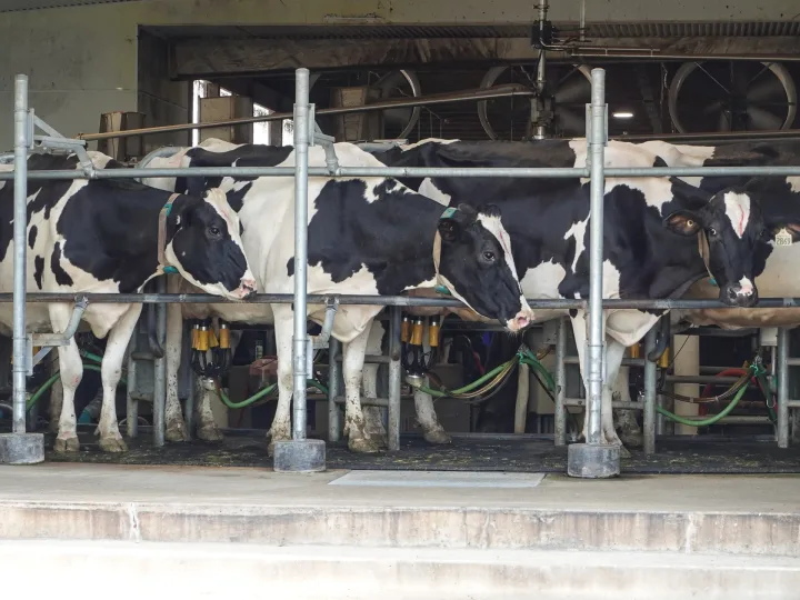 Ferme de vaci în British Columbia, afectate de tarifele impuse de SUA.