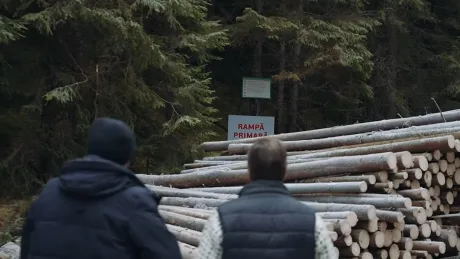 Persoane observând lemn tăiat într-o pădure din România.
