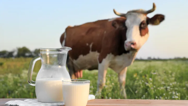 Laptele proaspăt și o vacă pe câmp, simbol al agriculturii românești.