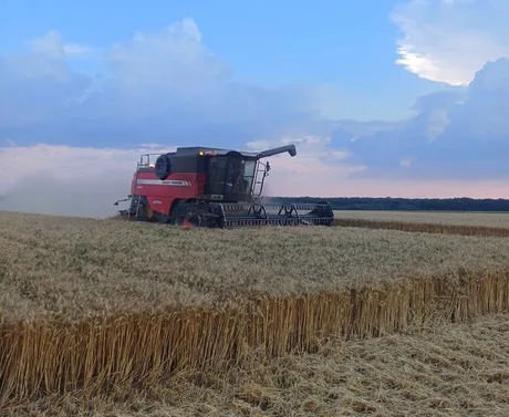 Recoltarea grâului în sudul României, cu un utilaj agricol pe câmp.