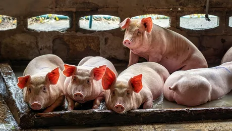 Porci într-o fermă, evidențiind importanța biosecurității în creșterea animalelor.