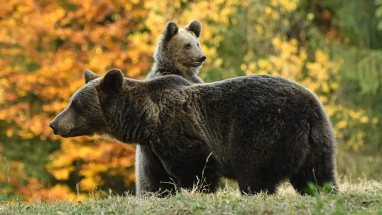Urs bruni în habitat natural, simbol al biodiversității din România.