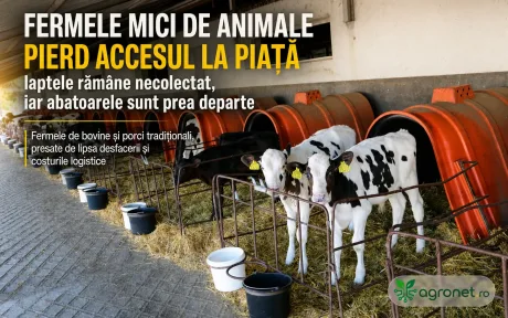 Fermele mici de animale se confruntă cu dificultăți în livrarea laptelui.