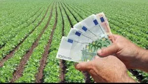 Sprijin financiar pentru fermierii care cultivă cartofi de consum.