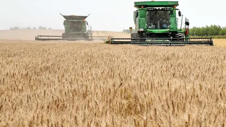 Recoltarea grâului în câmp, cu utilaje agricole în acțiune.