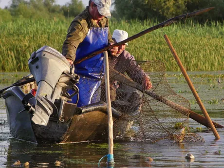Pescari din Delta Dunării la lucru, cu un pește prins în plasă.