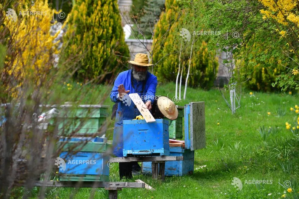 Apicultor lucrând la stupi într-un peisaj verde primăvăratic.